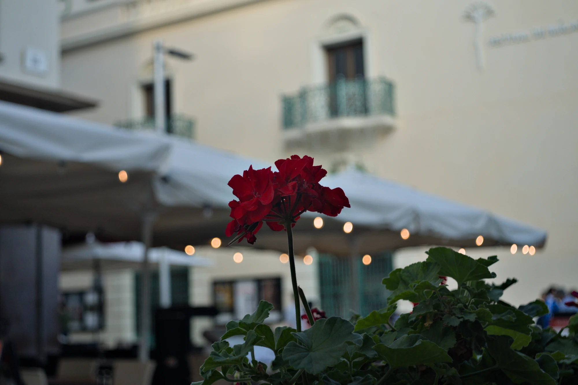 Meyer-Optik Görlitz Primagon 35mm f4.5 (M42) - _I4A2538.webp